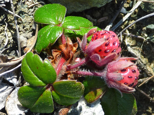 Coastal strawberry