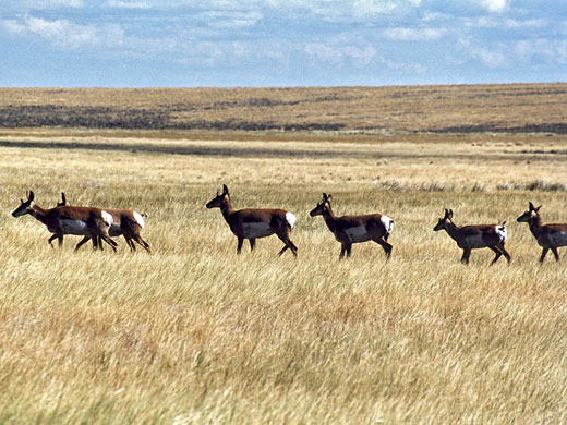 Hart Mountain National Antelope Refuge