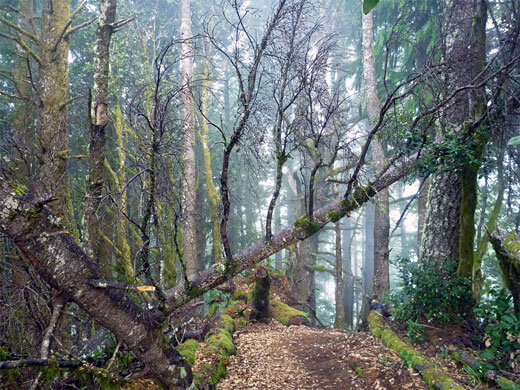 Trees near the summit