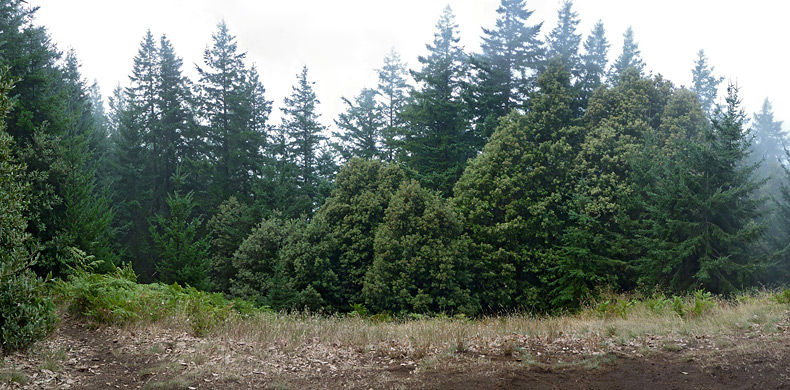 Clearing at the Humbug Mountain summit