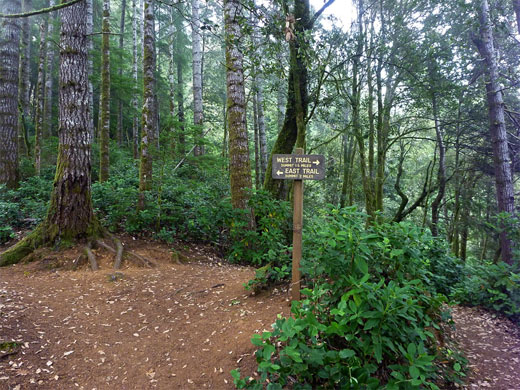 Trail junction