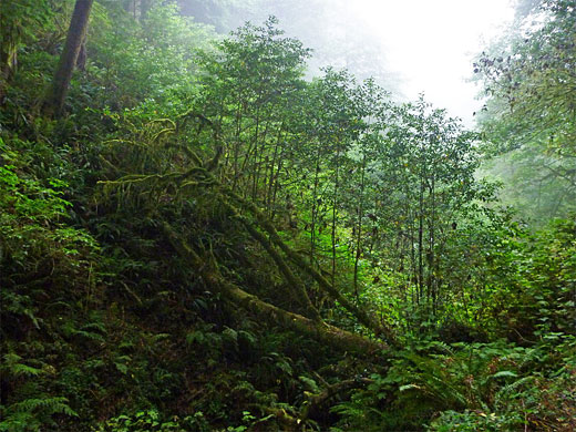 Young trees