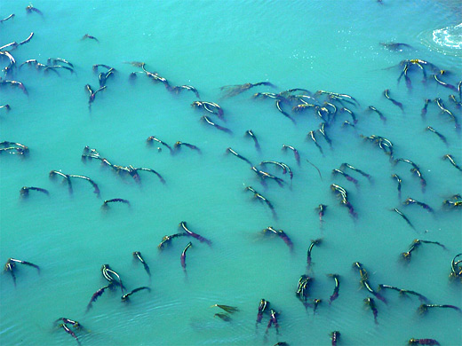 Kelp at Port Orford Heads