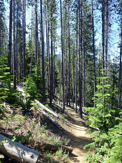 Little Crater Trail