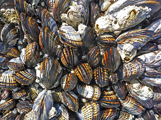 Mussels