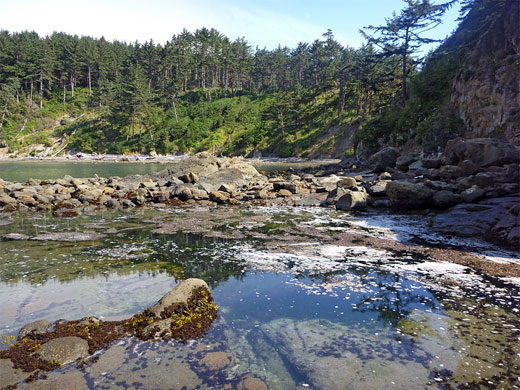 Tidepool at North Cove