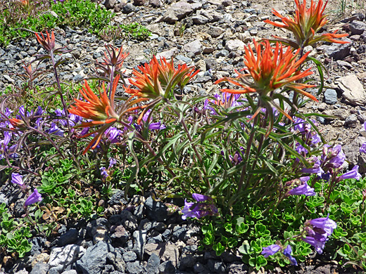 Purple and red flowers