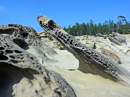 Shore Acres State Park