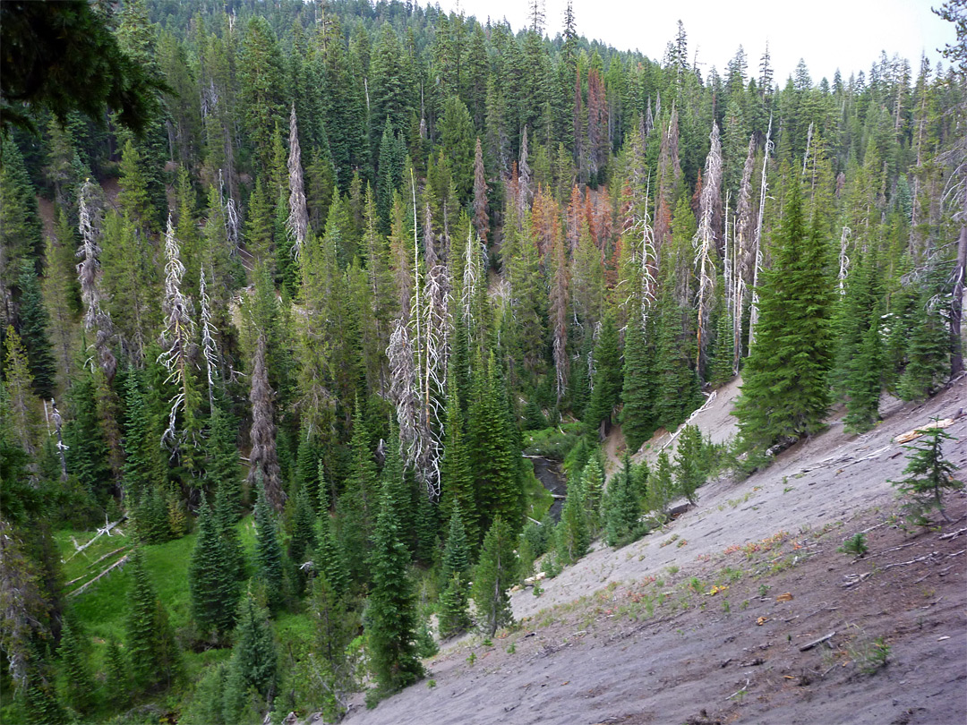 Forested slopes