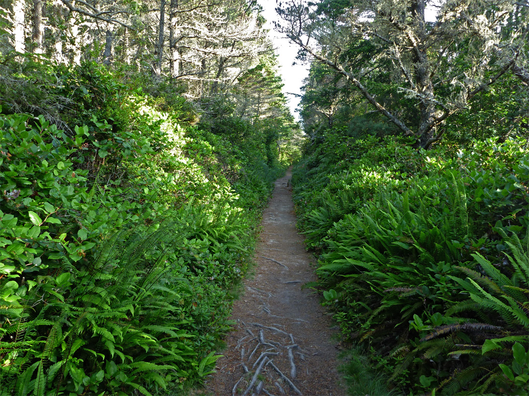 Straight path through the forest