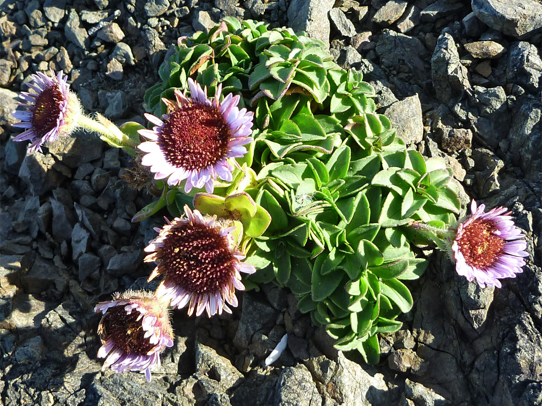 Seaside aster