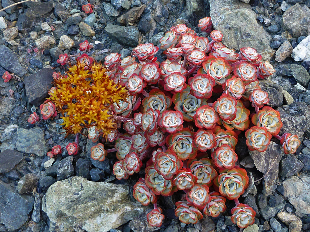 Red-edged leaves and orange flowers