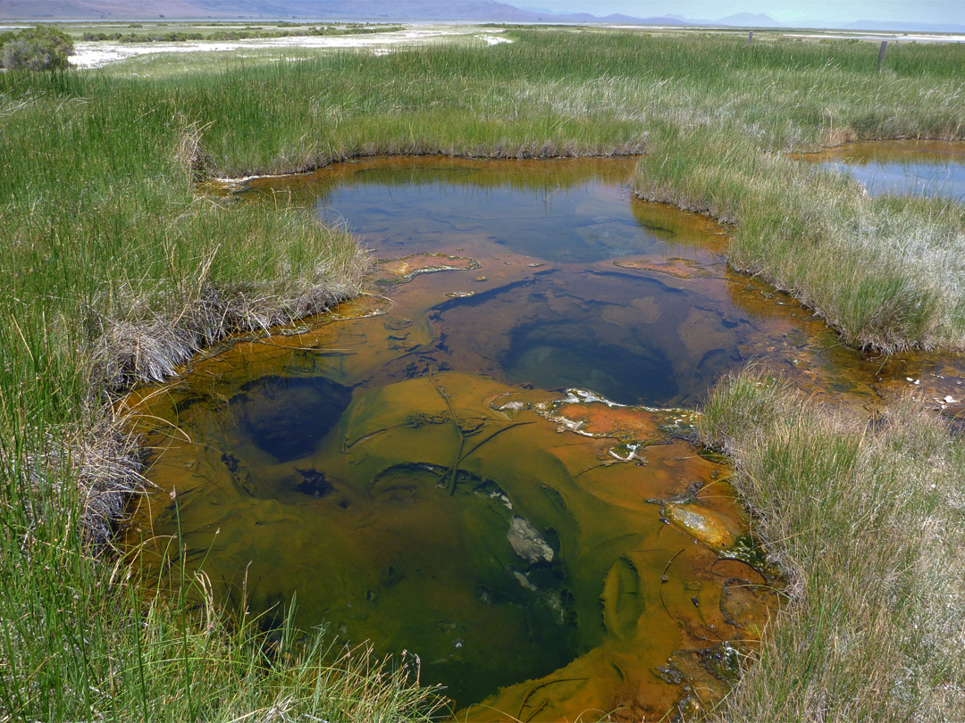 Grassy pools