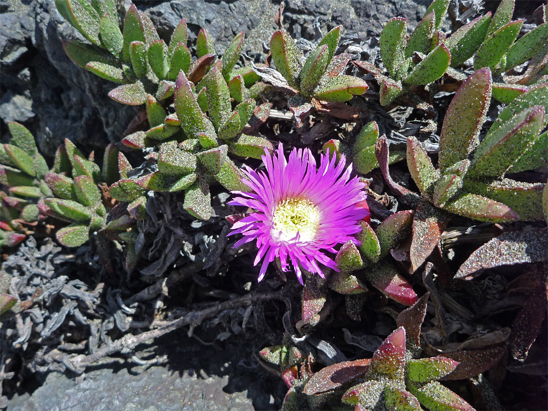 Sandy plant