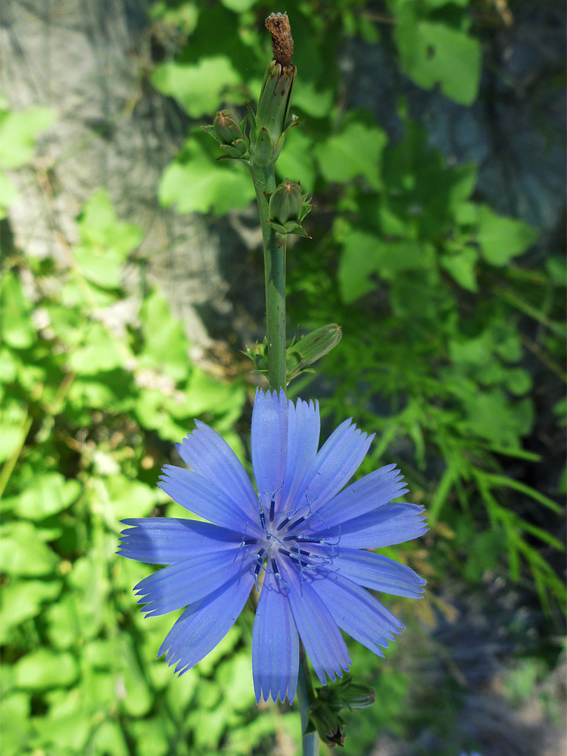 Blue flower