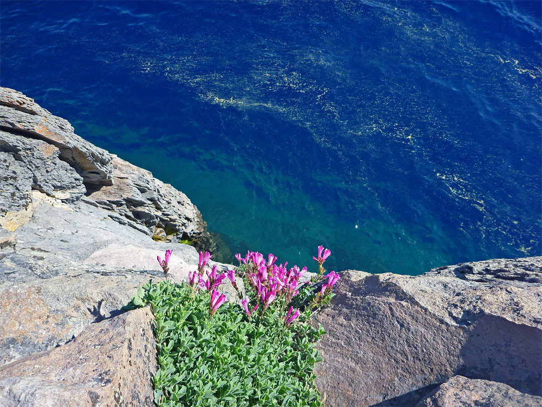 Cliff penstemon by the lake