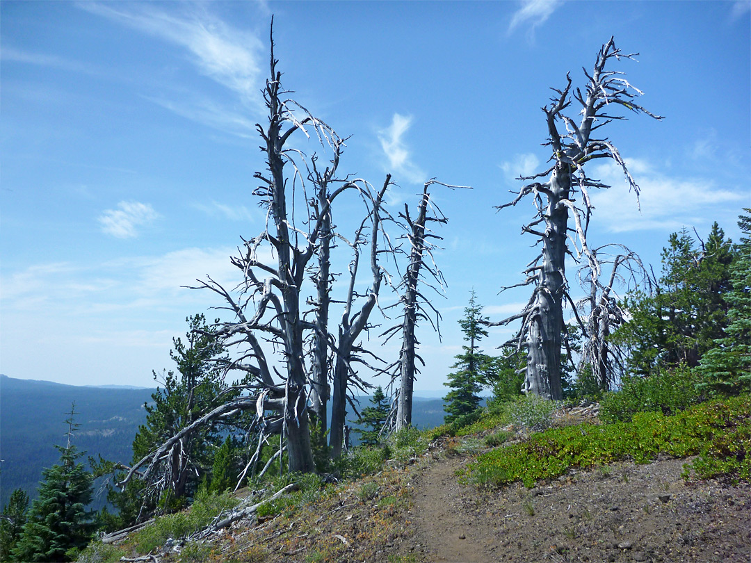 Dead trees