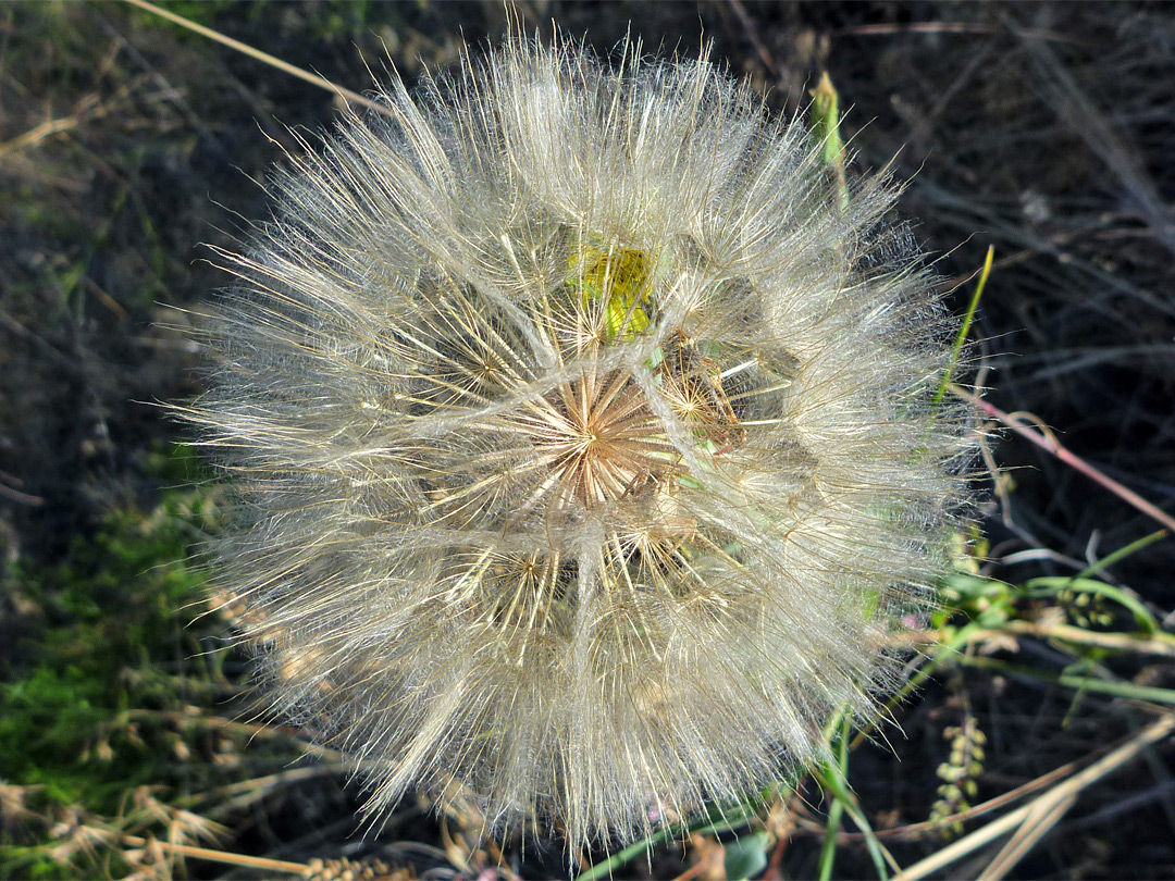 Dandelion seeds