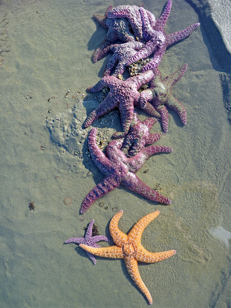 Sea stars