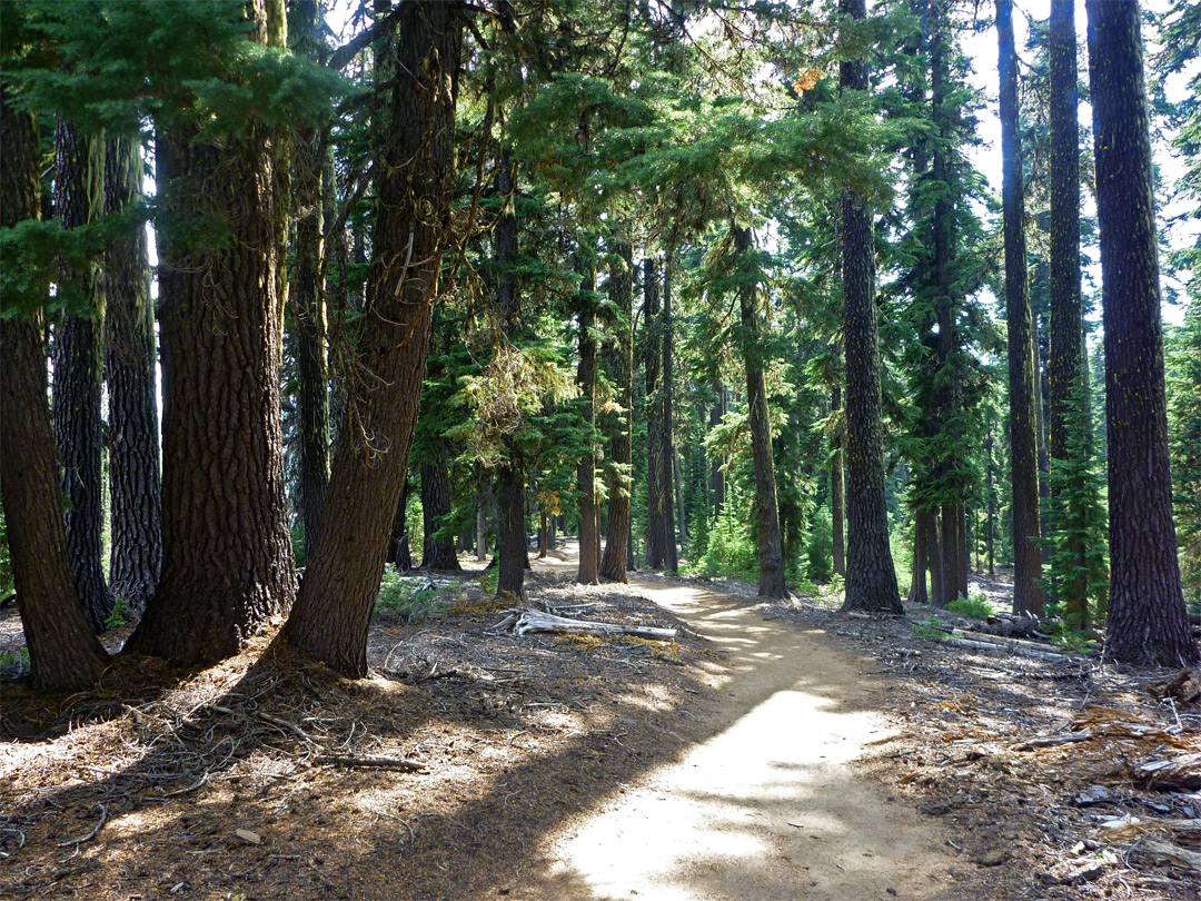 Trees along the path