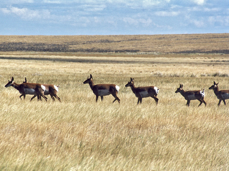 Pronghorn antelope