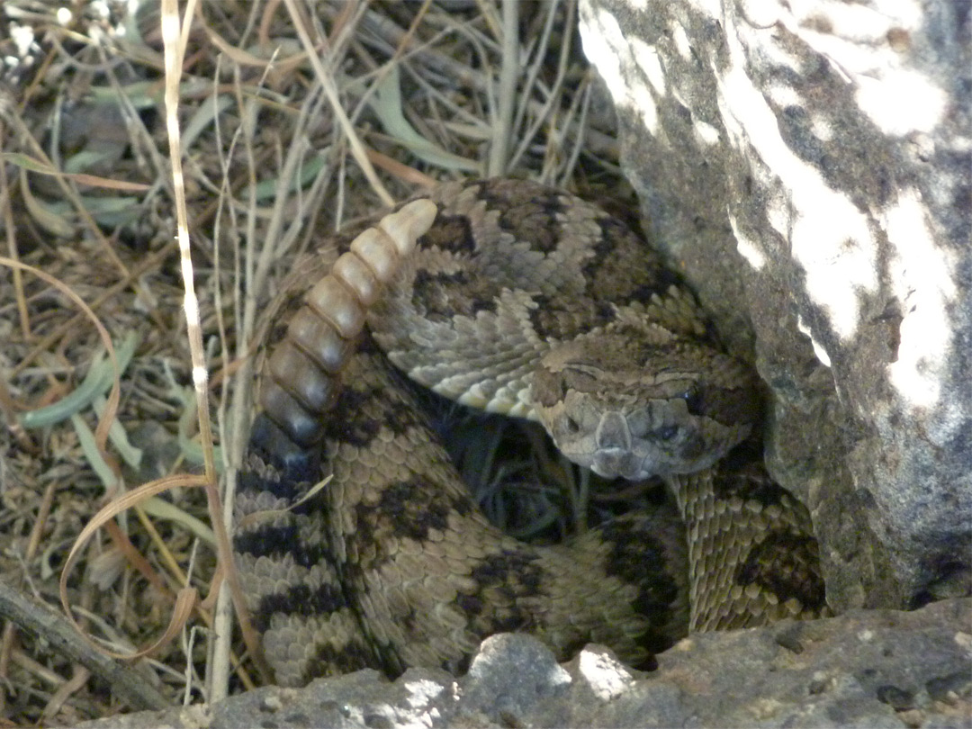 Great Basin rattlesnake