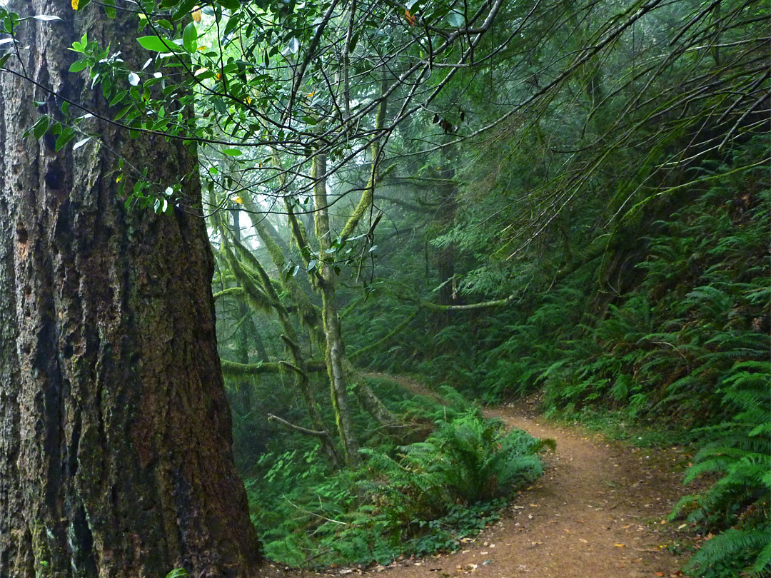 Flat section of the trail