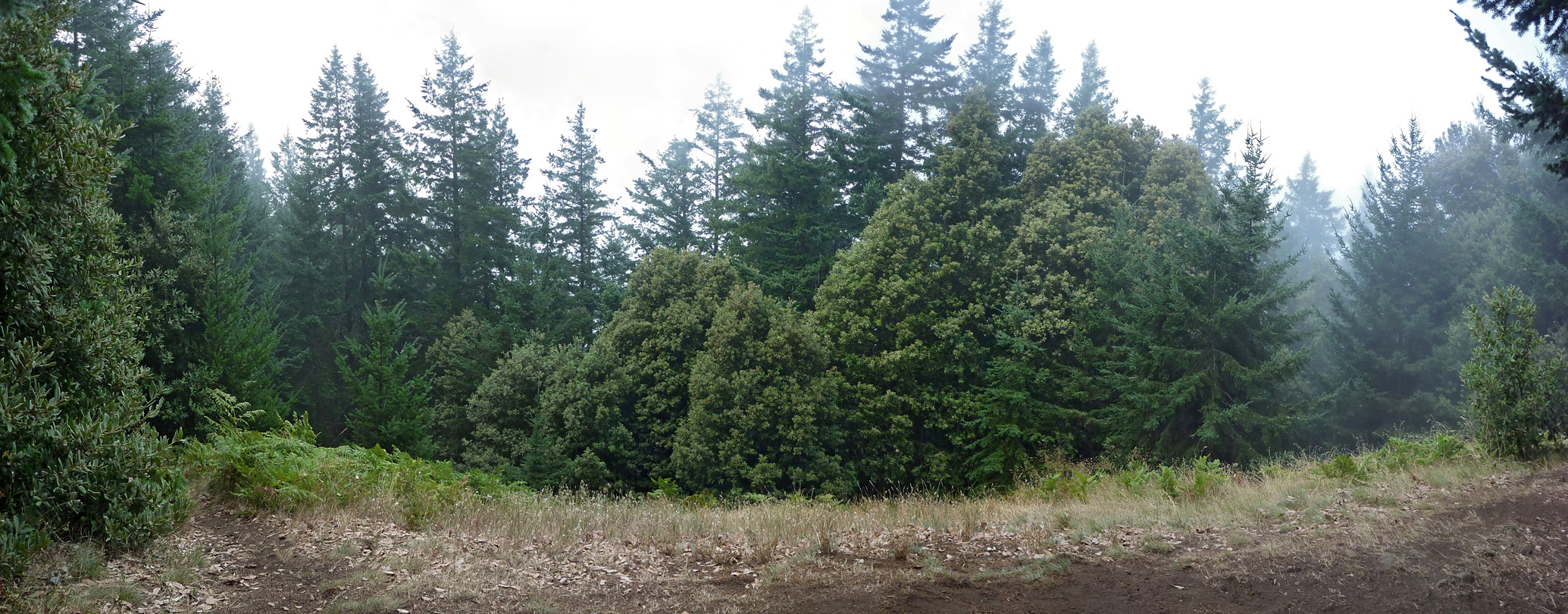 Clearing at the summit