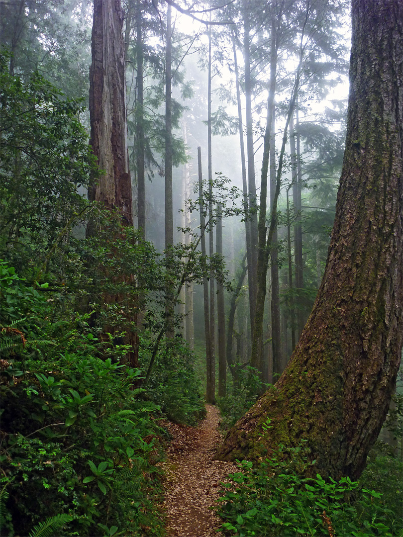 Misty trees