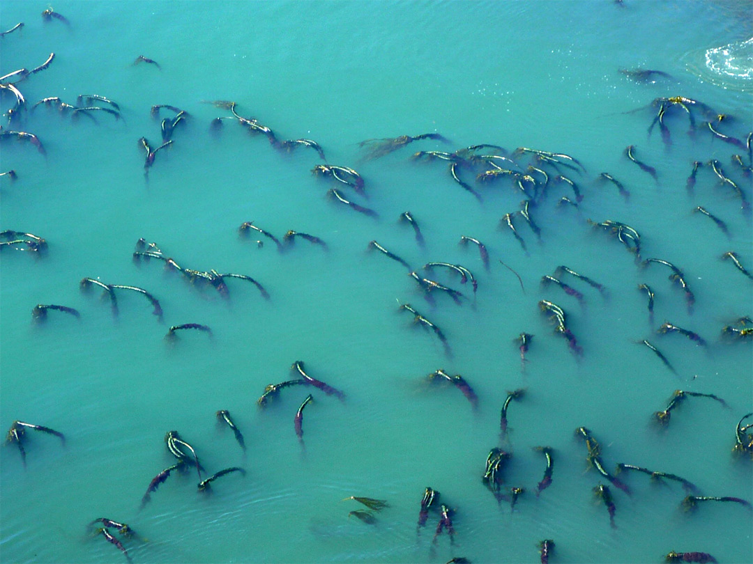 Kelp