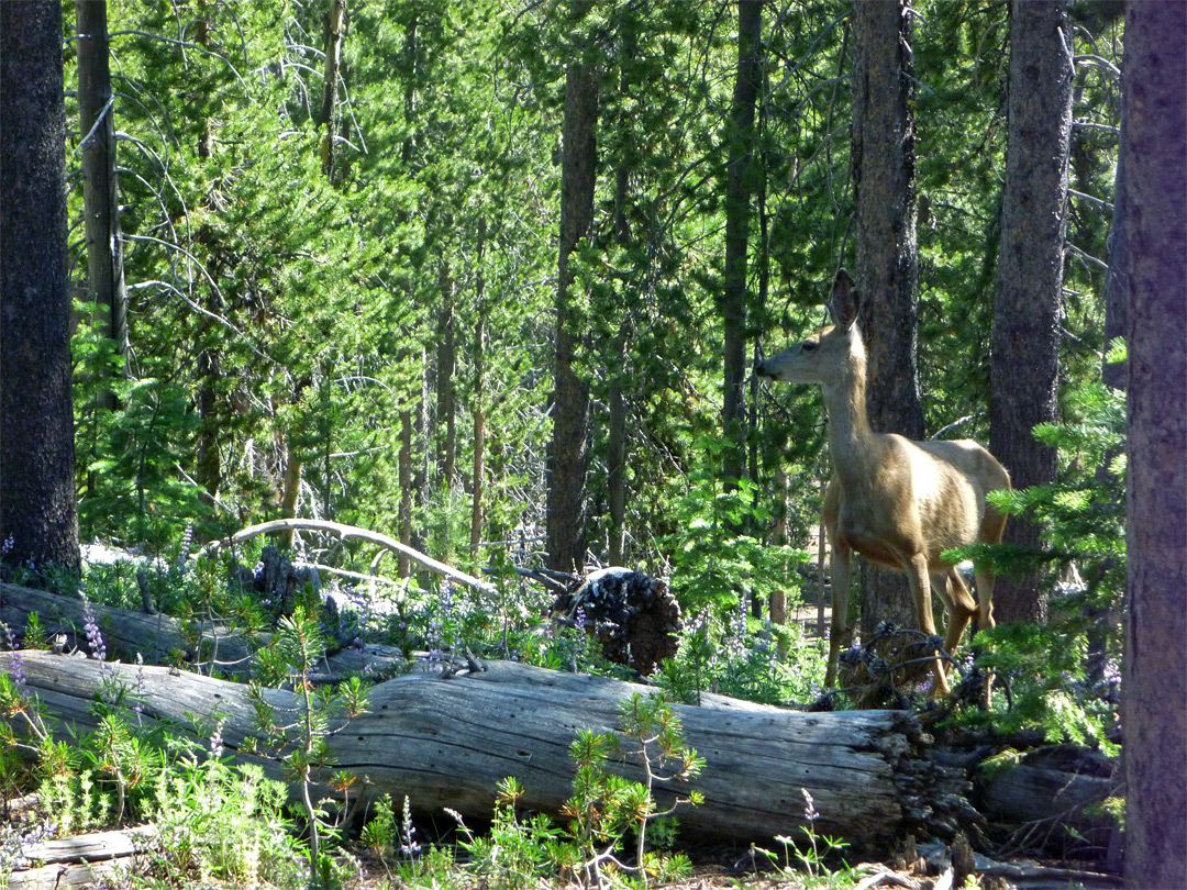 Deer in the woods