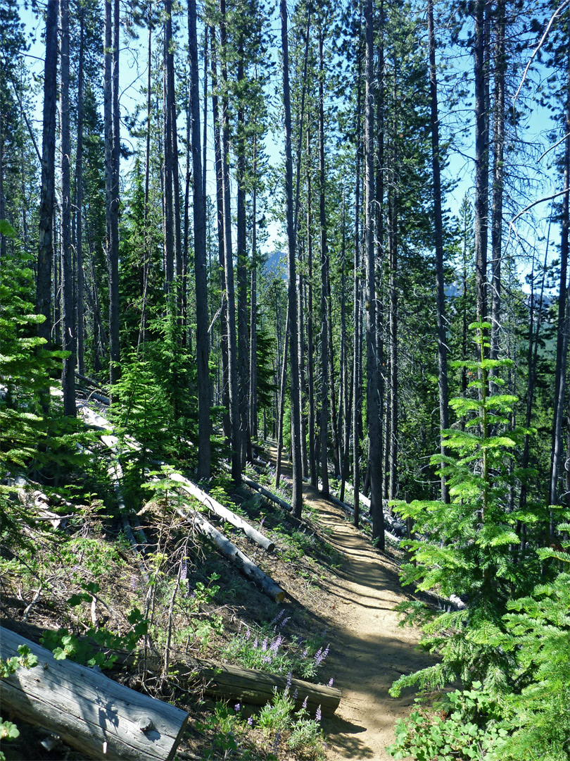 Little Crater Trail