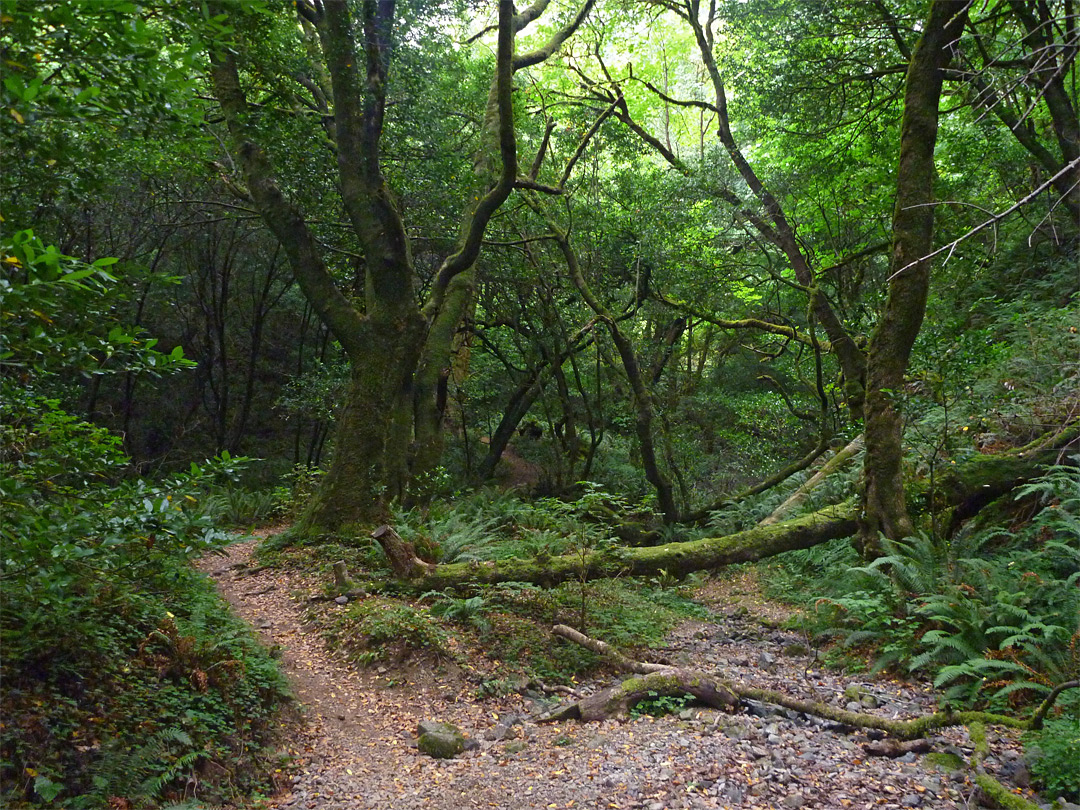 Mossy trees