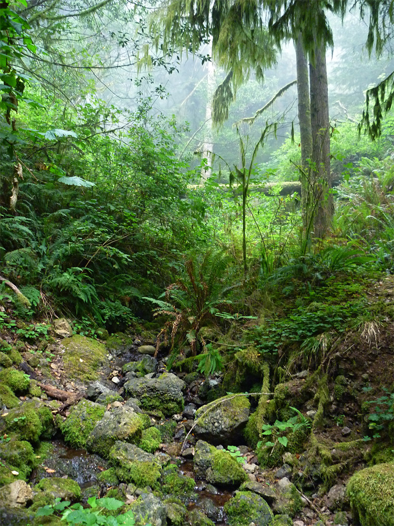 Overgrown streamway