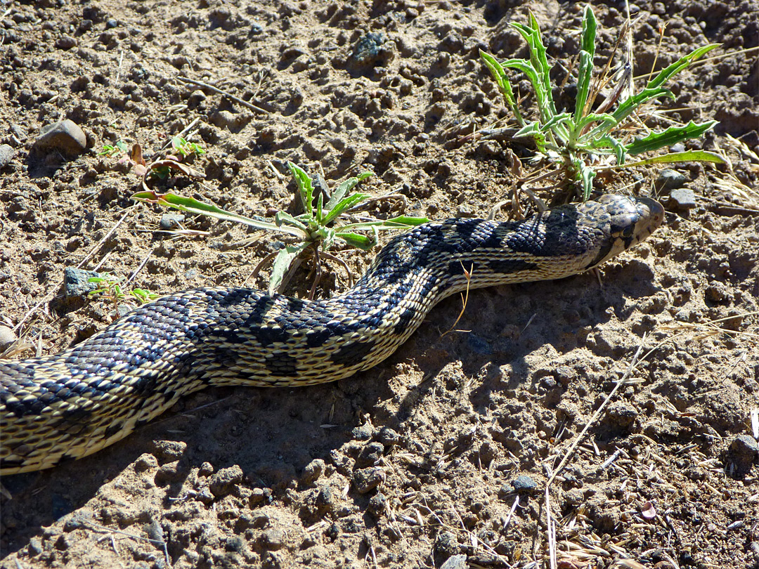 Head of a pine gopher snake