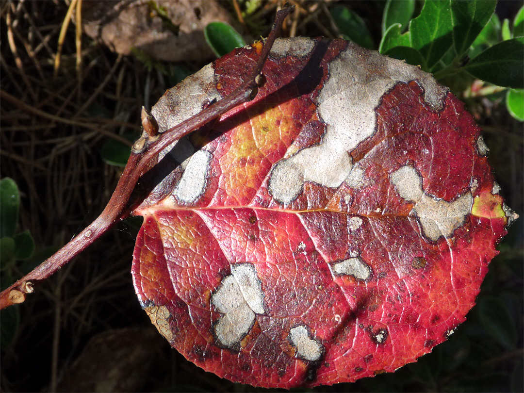 Red leaf