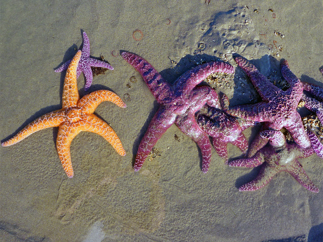 Sea stars