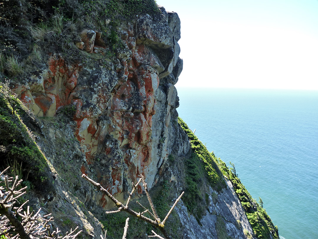 Red lichen