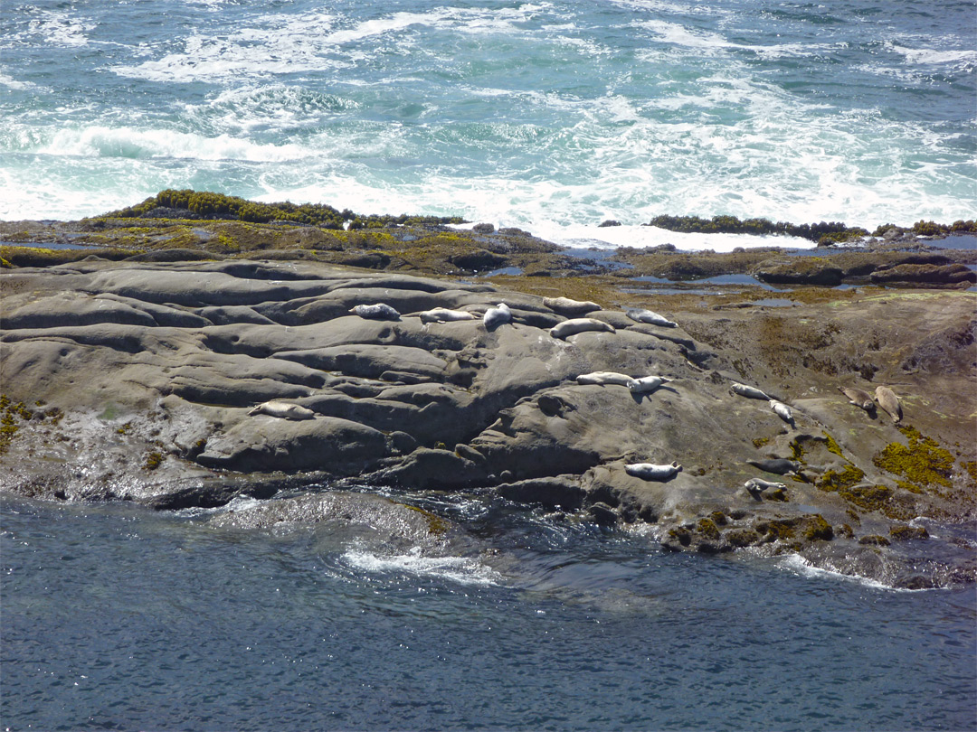 Harbor seals