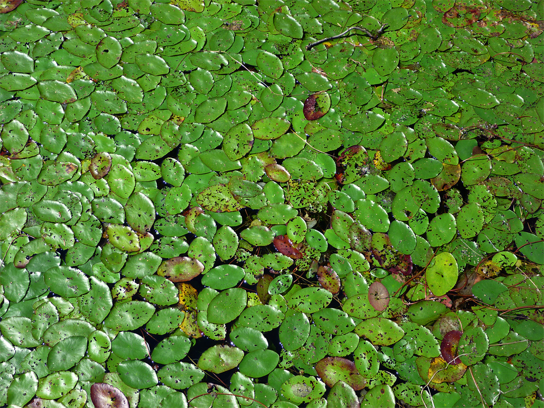 Lily pads