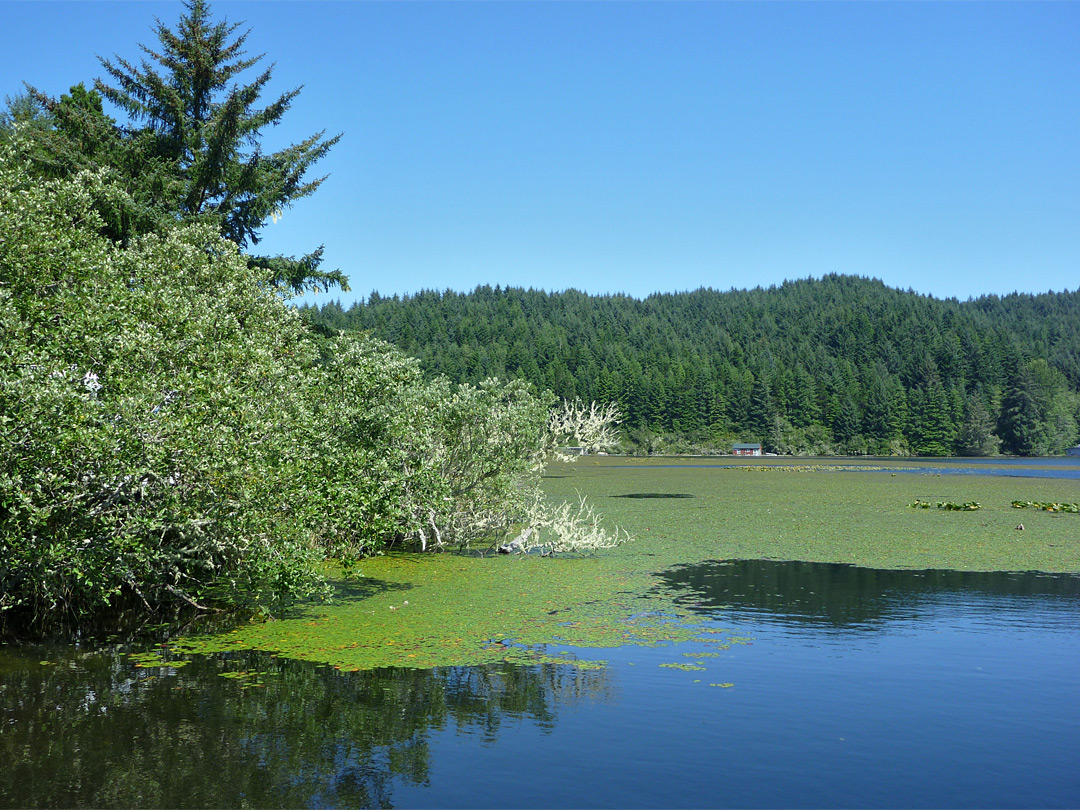 Edge of Tahkenitch Lake