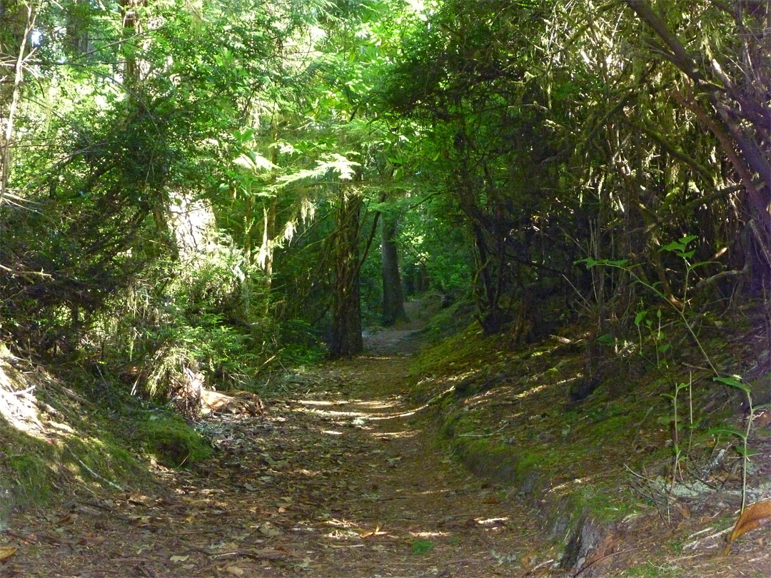 Path through the woods