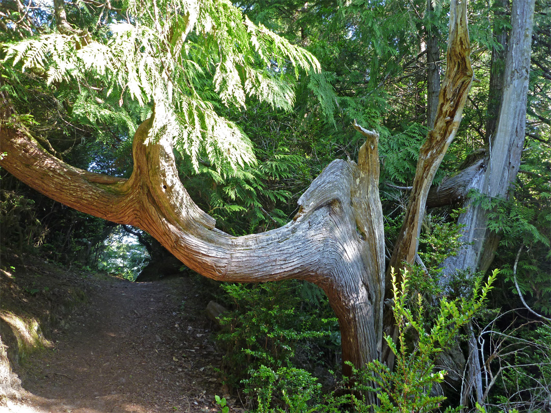 Overhanging tree