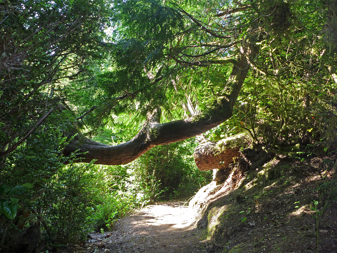 Tahkenitch Dunes Trail