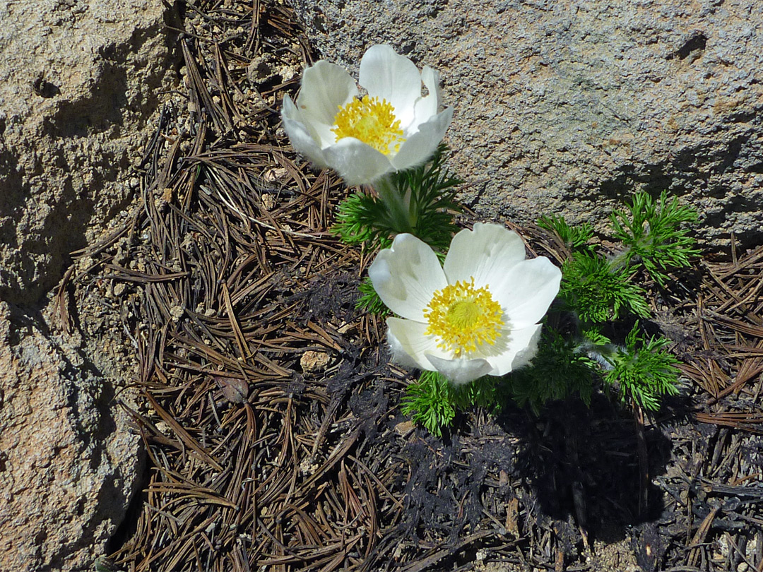 Western pasque flower