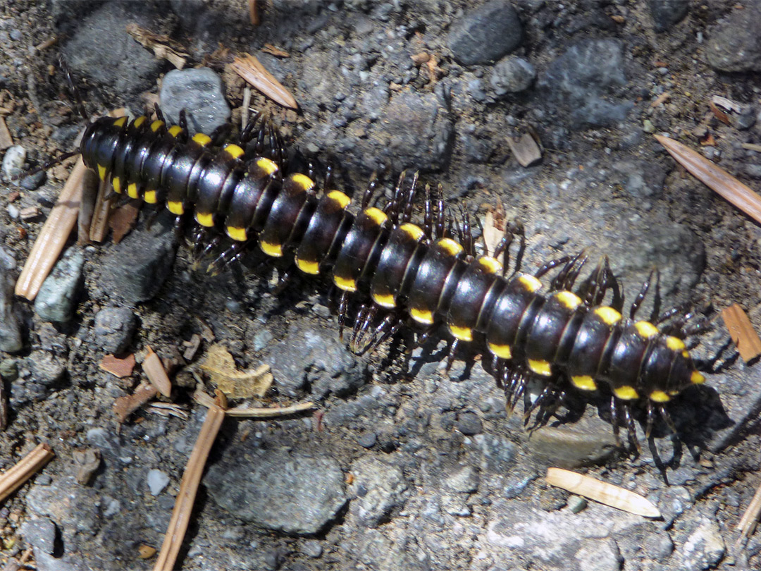 Yellow spotted millipede