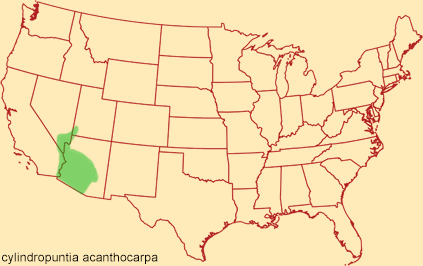 Distribution map for cylindropuntia acanthocarpa