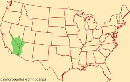 Distribution map for cylindropuntia echinocarpa