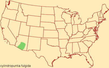 Distribution map for cylindropuntia fulgida