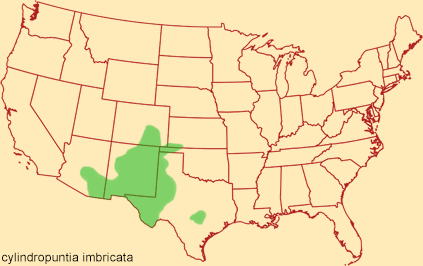 Distribution map for cylindropuntia imbricata